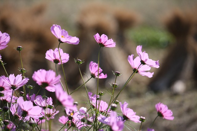 canon eos 2670005.jpg